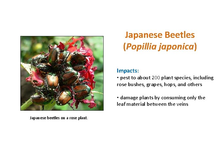 Japanese Beetles (Popillia japonica) Impacts: • pest to about 200 plant species, including rose