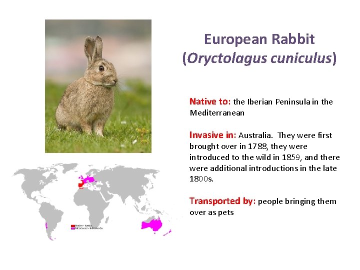 European Rabbit (Oryctolagus cuniculus) Native to: the Iberian Peninsula in the Mediterranean Invasive in: