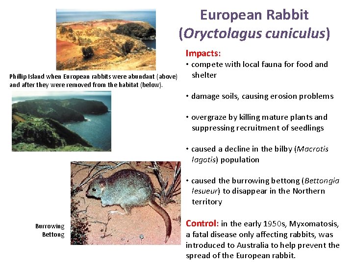 European Rabbit (Oryctolagus cuniculus) Impacts: Phillip Island when European rabbits were abundant (above) and