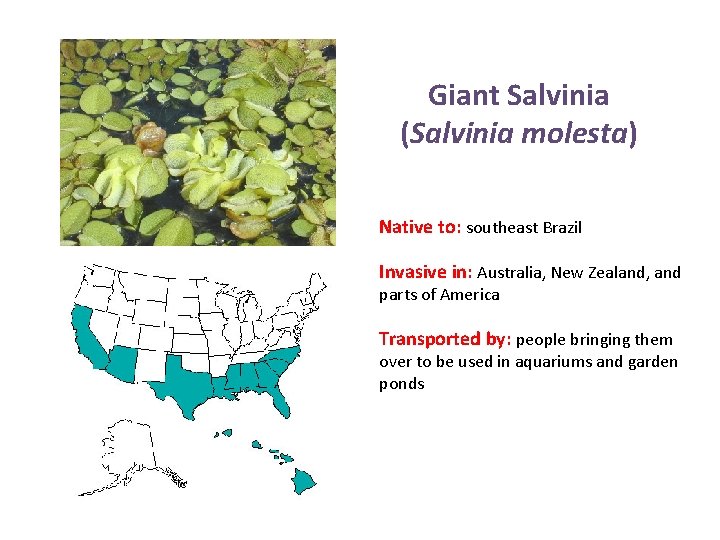 Giant Salvinia (Salvinia molesta) Native to: southeast Brazil Invasive in: Australia, New Zealand, and