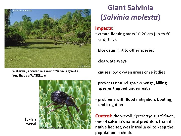 Giant Salvinia (Salvinia molesta) Impacts: • create floating mats 10 -20 cm (up to