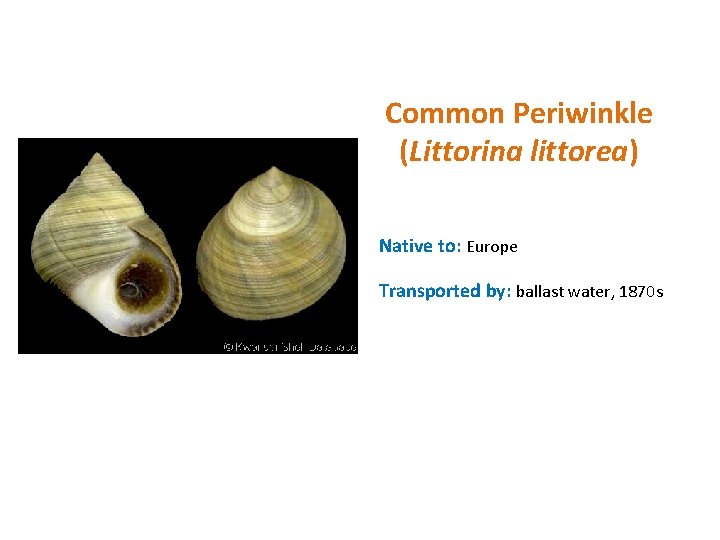 Common Periwinkle (Littorina littorea) Native to: Europe Transported by: ballast water, 1870 s 