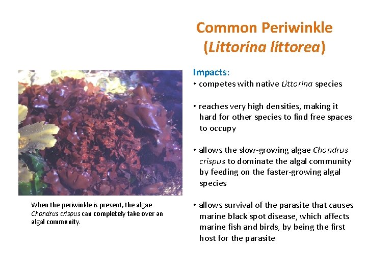 Common Periwinkle (Littorina littorea) Impacts: • competes with native Littorina species • reaches very