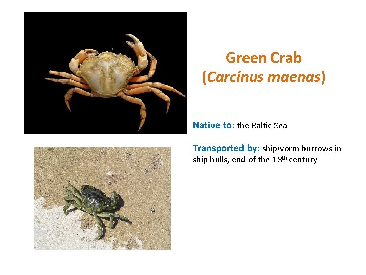 Green Crab (Carcinus maenas) Native to: the Baltic Sea Transported by: shipworm burrows in