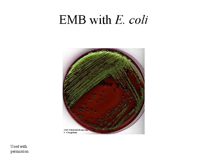 EMB with E. coli Used with permission 