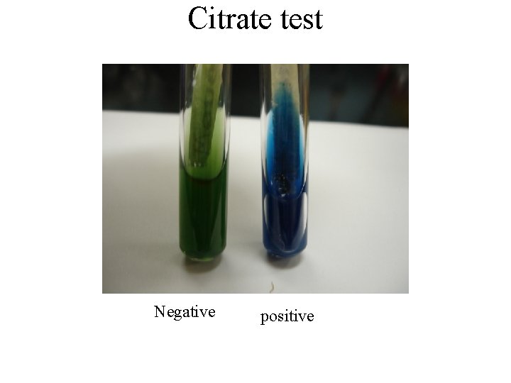 Citrate test Negative positive 