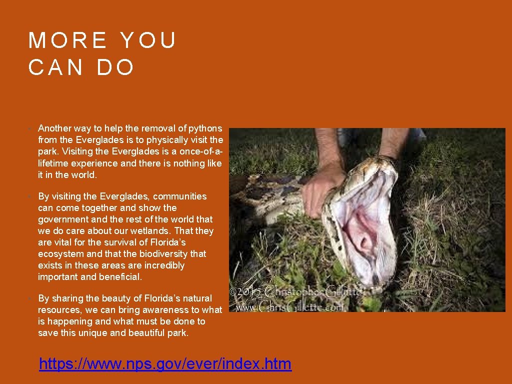 MORE YOU CAN DO • Another way to help the removal of pythons from