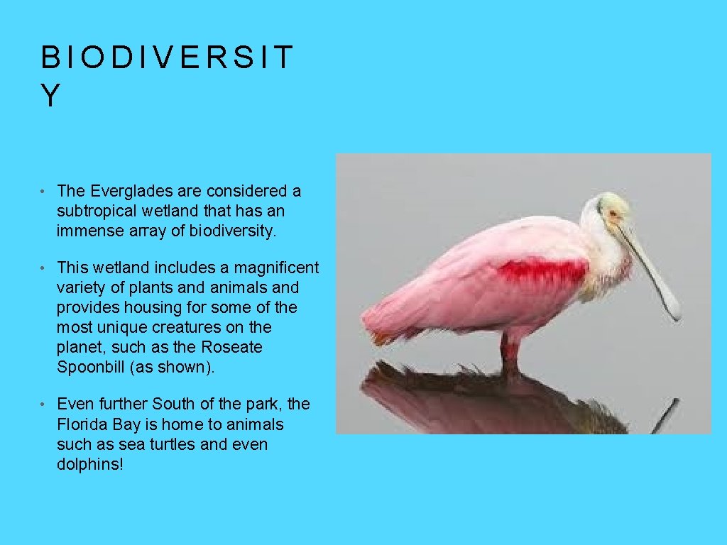 BIODIVERSIT Y • The Everglades are considered a subtropical wetland that has an immense