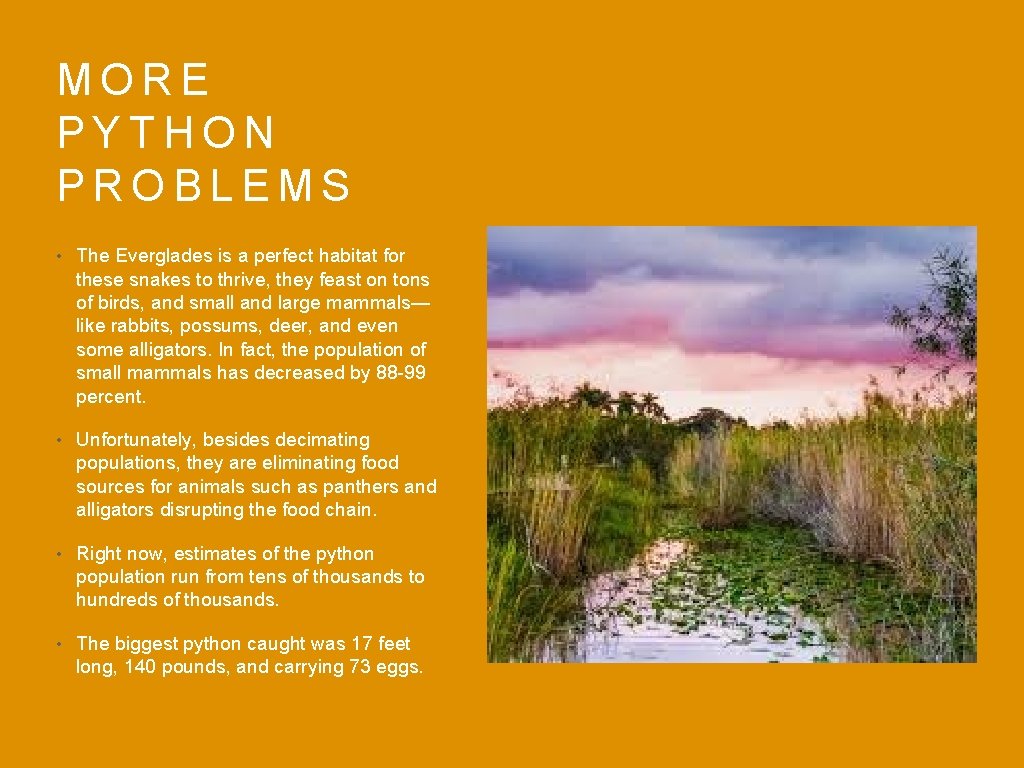 MORE PYTHON PROBLEMS • The Everglades is a perfect habitat for these snakes to