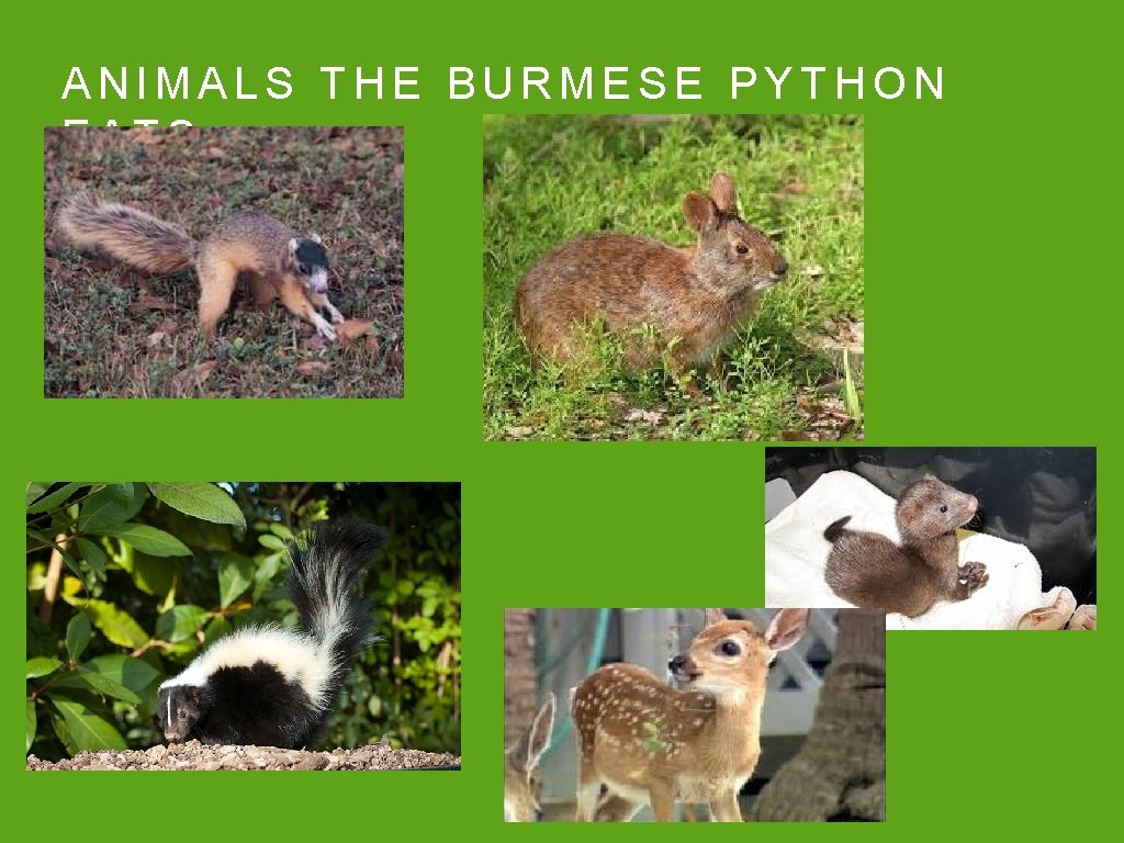 ANIMALS THE BURMESE PYTHON EATS 