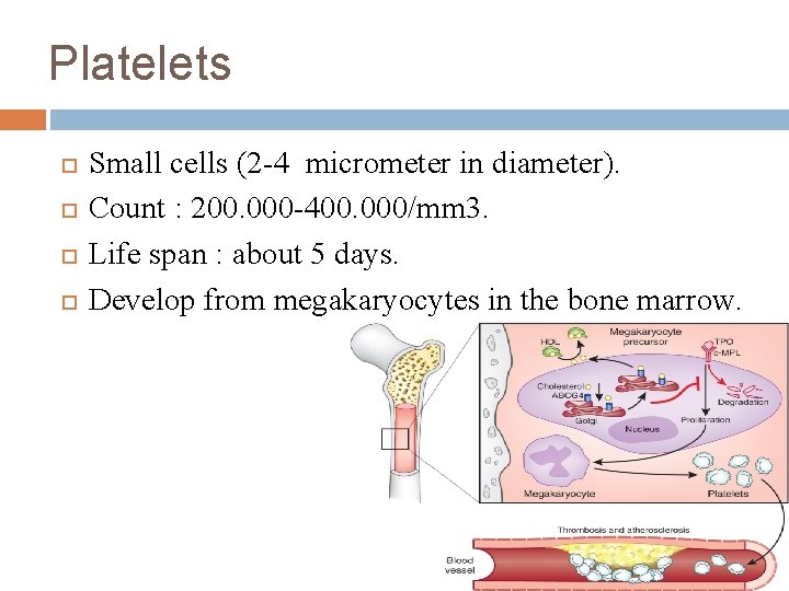 Platelets Small cells (2 -4 micrometer in diameter). Count : 200. 000 -400. 000/mm
