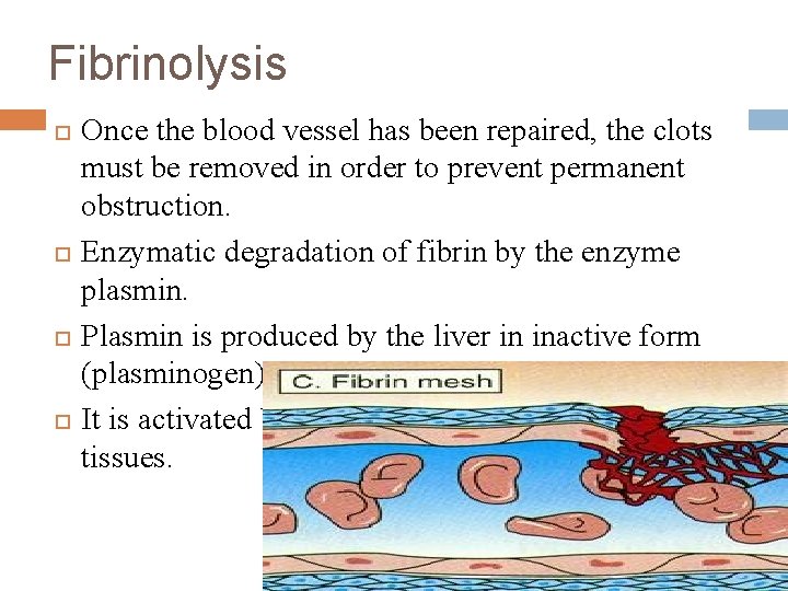 Fibrinolysis Once the blood vessel has been repaired, the clots must be removed in