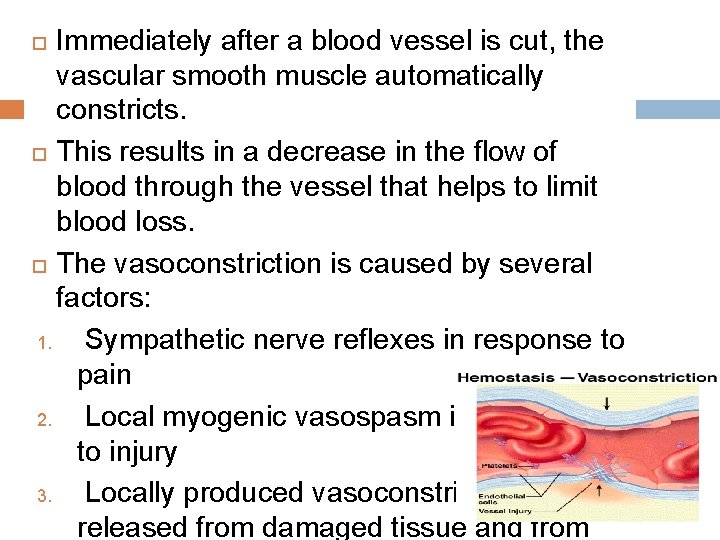 Immediately after a blood vessel is cut, the vascular smooth muscle automatically constricts. This