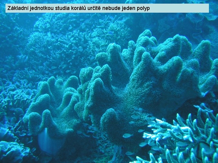 Základní jednotkou studia korálů určitě nebude jeden polyp 