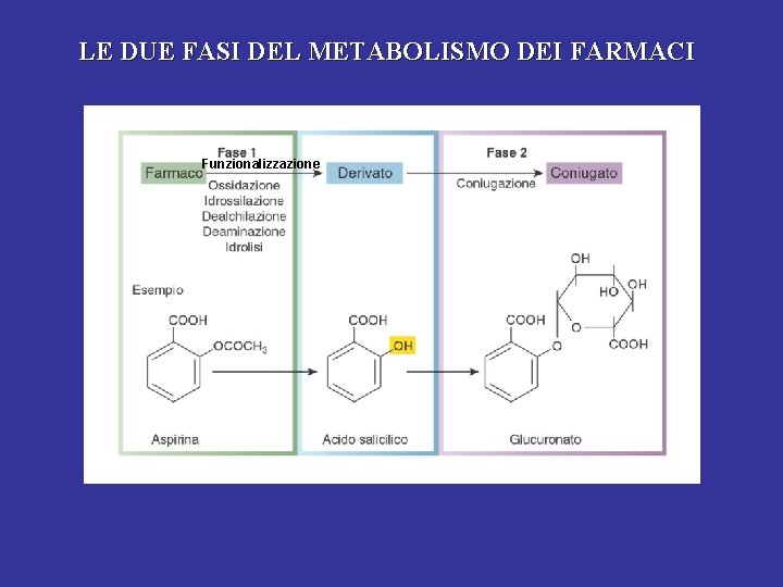 LE DUE FASI DEL METABOLISMO DEI FARMACI Funzionalizzazione 