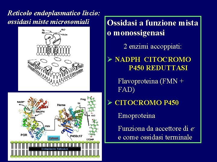 Reticolo endoplasmatico liscio: ossidasi miste microsomiali Ossidasi a funzione mista o monossigenasi 2 enzimi
