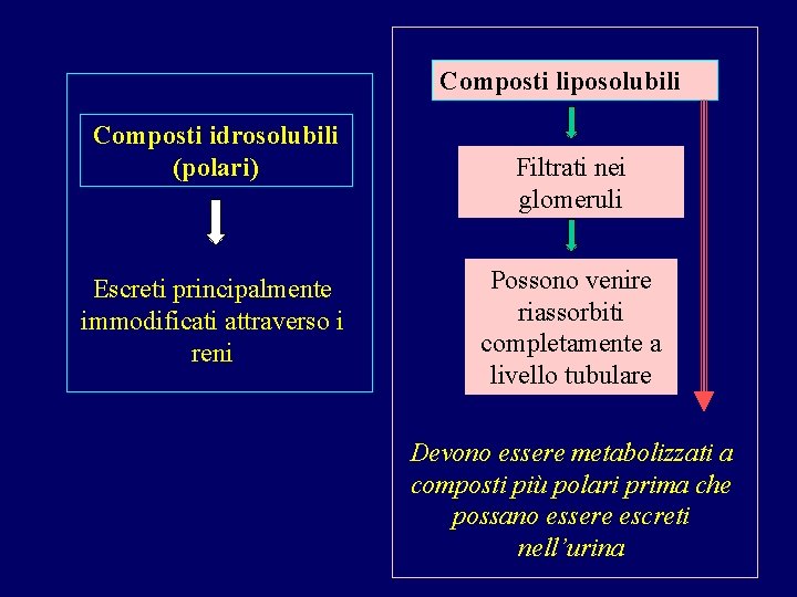 Composti liposolubili Composti idrosolubili (polari) Escreti principalmente immodificati attraverso i reni Filtrati nei glomeruli