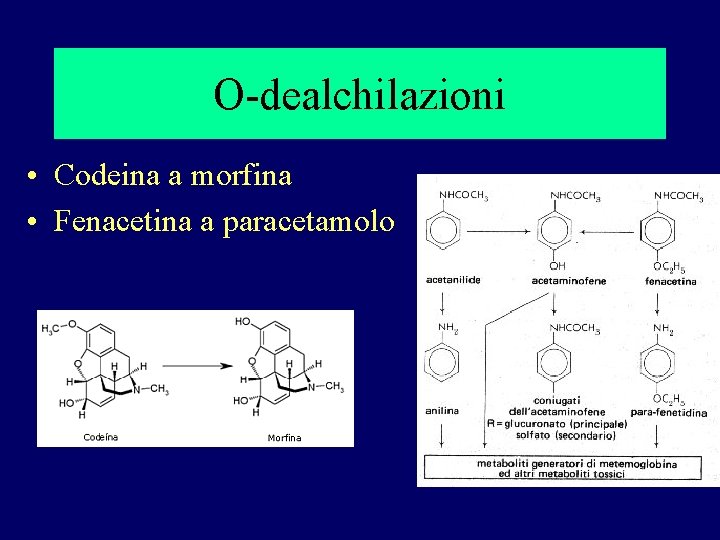 O-dealchilazioni • Codeina a morfina • Fenacetina a paracetamolo 
