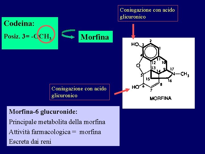 Coniugazione con acido glicuronico Codeina: Posiz. 3= -OCH 3 Morfina Coniugazione con acido glicuronico