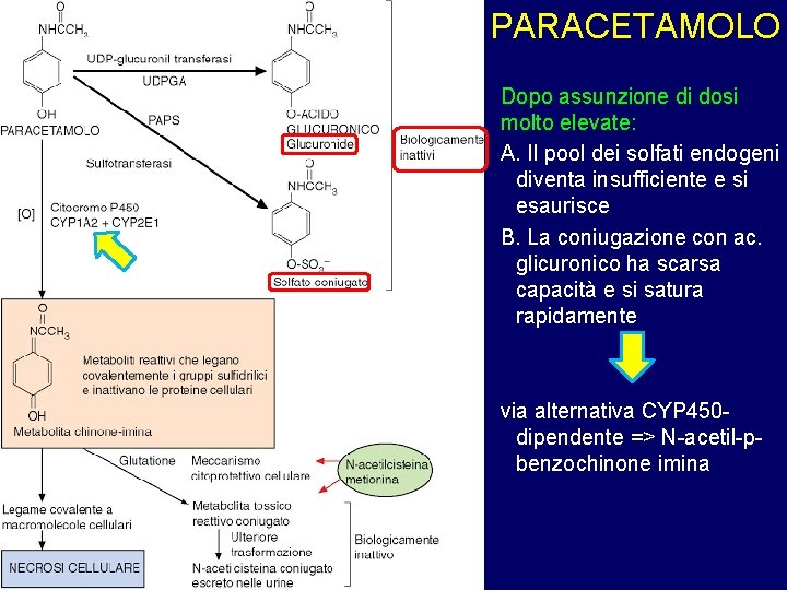 PARACETAMOLO Dopo assunzione di dosi molto elevate: A. Il pool dei solfati endogeni diventa