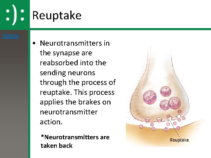 Reuptake Outline • Neurotransmitters in the synapse are reabsorbed into the sending neurons through