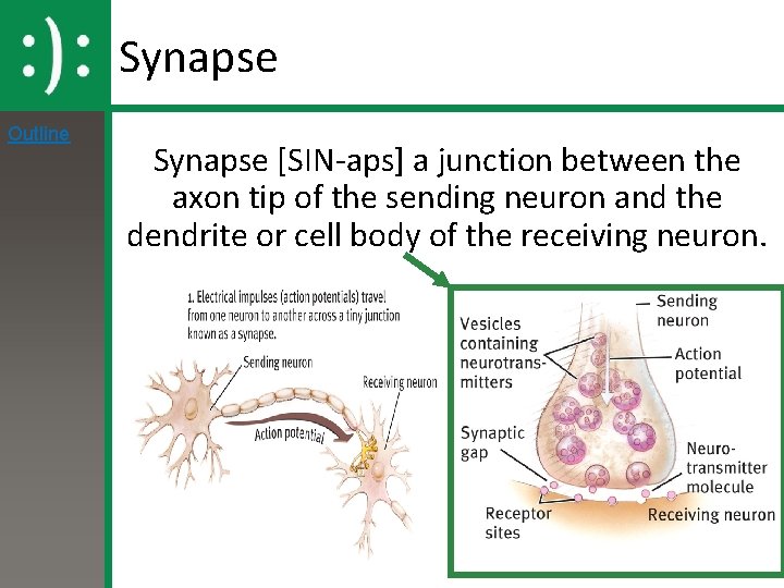 Synapse Outline Synapse [SIN-aps] a junction between the axon tip of the sending neuron