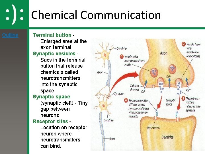 Chemical Communication Outline Terminal button Enlarged area at the axon terminal Synaptic vesicles Sacs