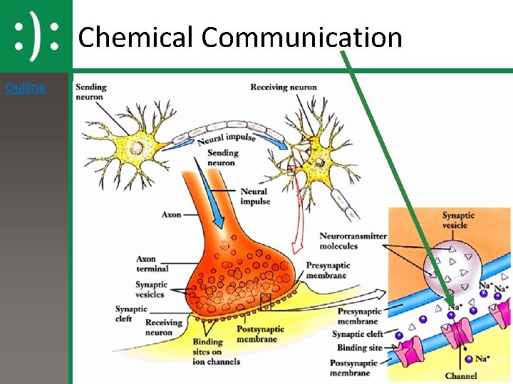 Chemical Communication Outline 