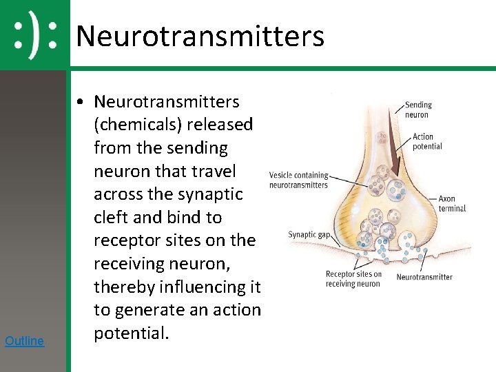 Neurotransmitters Outline • Neurotransmitters (chemicals) released from the sending neuron that travel across the
