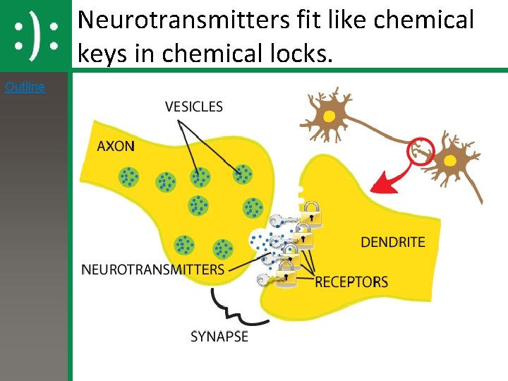 Neurotransmitters fit like chemical keys in chemical locks. Outline 