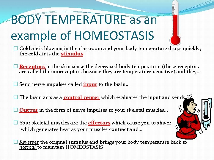 BODY TEMPERATURE as an example of HOMEOSTASIS � Cold air is blowing in the