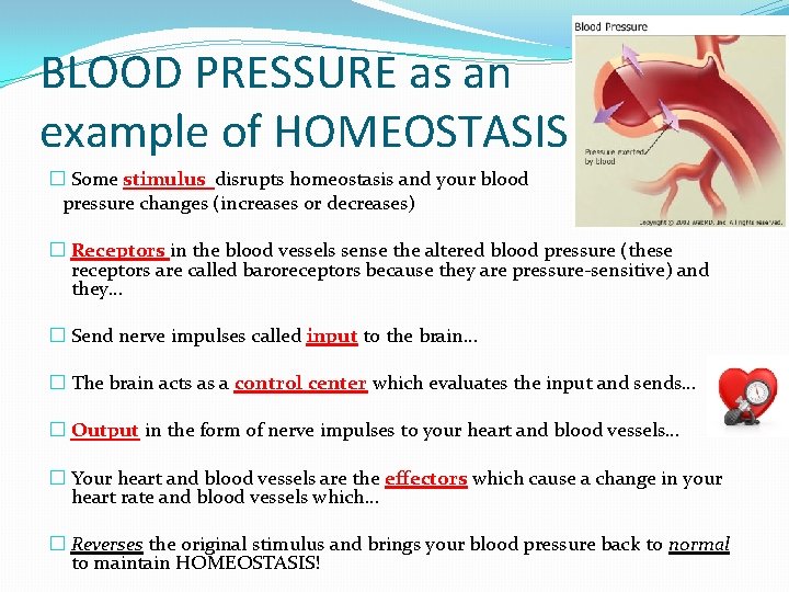 BLOOD PRESSURE as an example of HOMEOSTASIS � Some stimulus disrupts homeostasis and your