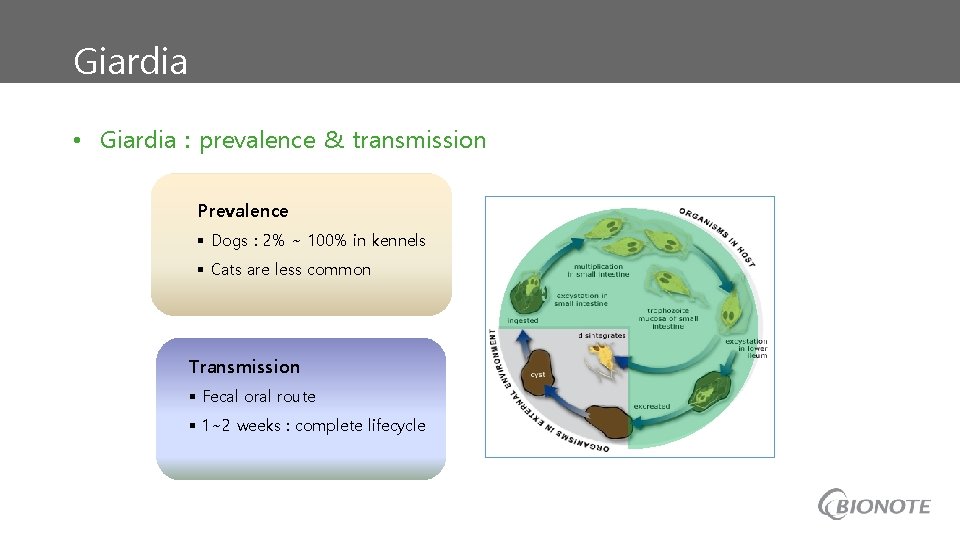 Giardia • Giardia : prevalence & transmission Prevalence § Dogs : 2% ~ 100%