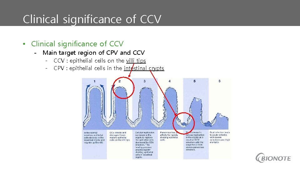 Clinical significance of CCV • Clinical significance of CCV - Main target region of