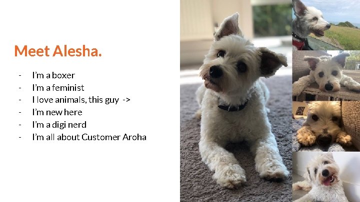 Meet Alesha. - I’m a boxer I’m a feminist I love animals, this guy Meet Alesha. - I’m a boxer I’m a feminist I love animals, this guy