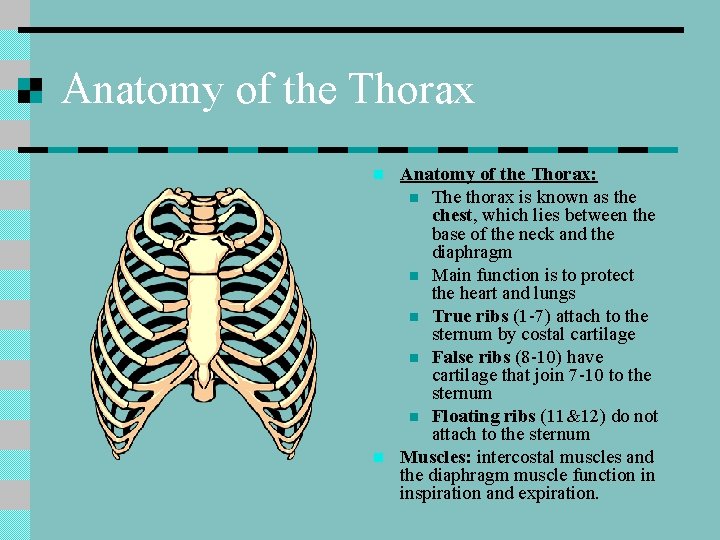 Anatomy of the Thorax n n Anatomy of the Thorax: n The thorax is