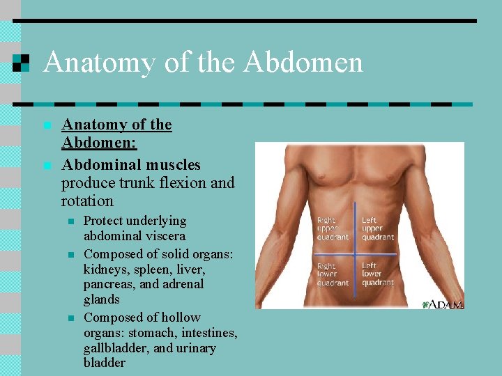 Anatomy of the Abdomen n n Anatomy of the Abdomen: Abdominal muscles produce trunk