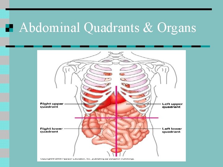 Abdominal Quadrants & Organs 