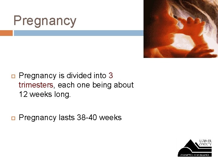 Pregnancy is divided into 3 trimesters, each one being about 12 weeks long. Pregnancy