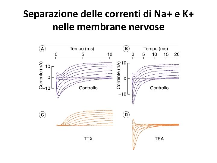 Separazione delle correnti di Na+ e K+ nelle membrane nervose 
