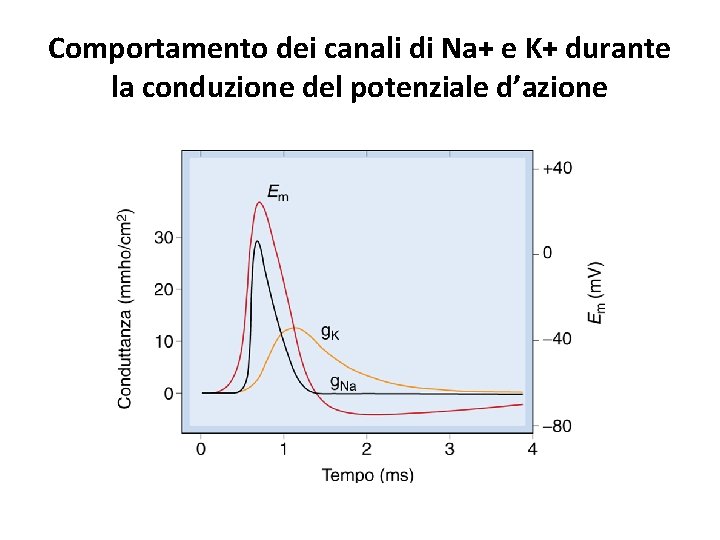 Comportamento dei canali di Na+ e K+ durante la conduzione del potenziale d’azione 