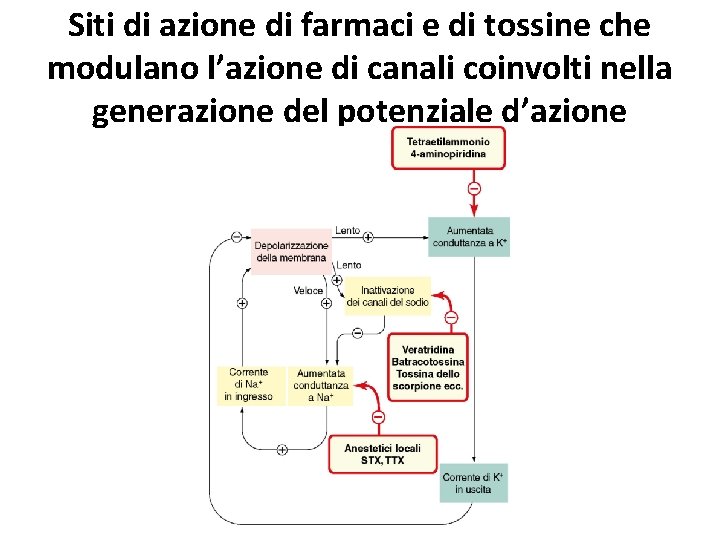 Siti di azione di farmaci e di tossine che modulano l’azione di canali coinvolti