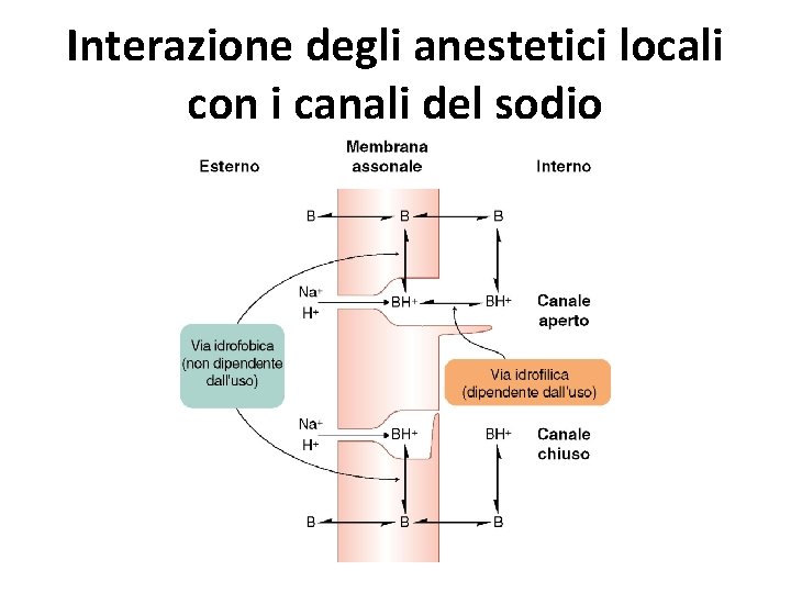 Interazione degli anestetici locali con i canali del sodio 