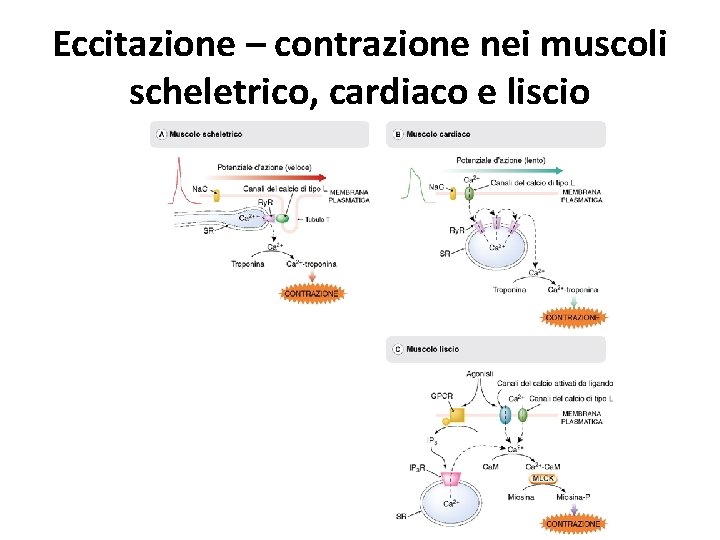 Eccitazione – contrazione nei muscoli scheletrico, cardiaco e liscio 