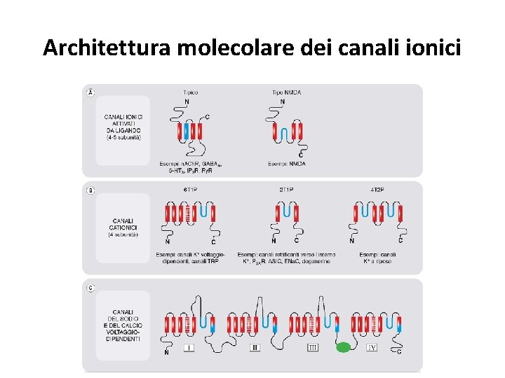 Architettura molecolare dei canali ionici 