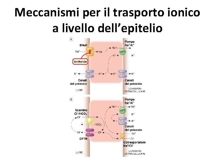 Meccanismi per il trasporto ionico a livello dell’epitelio 