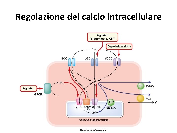 Regolazione del calcio intracellulare 