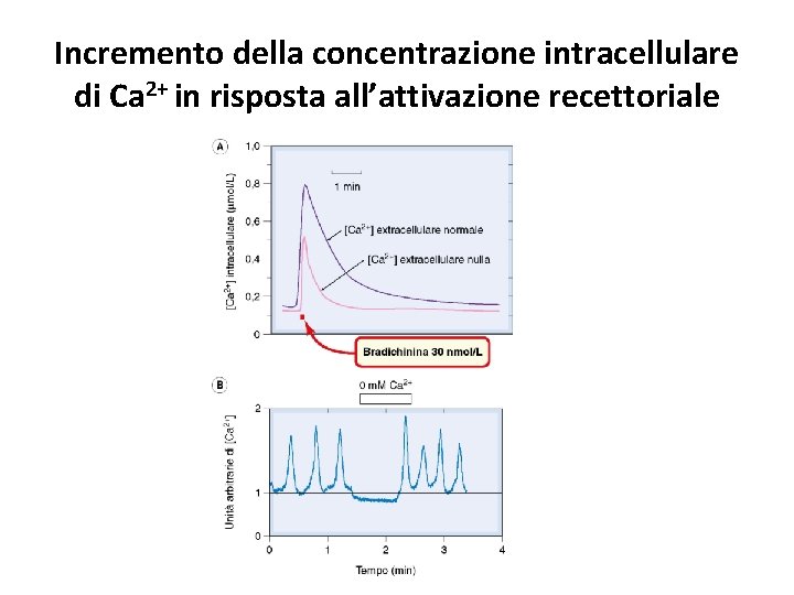 Incremento della concentrazione intracellulare di Ca 2+ in risposta all’attivazione recettoriale 
