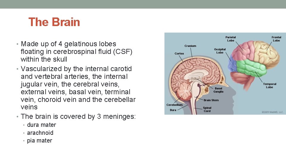 The Brain • Made up of 4 gelatinous lobes floating in cerebrospinal fluid (CSF)
