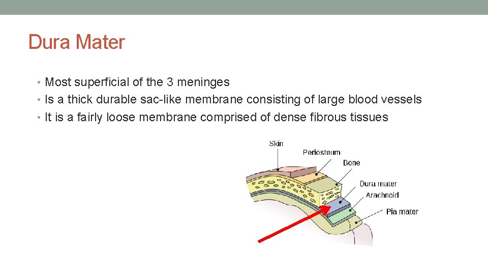 Dura Mater • Most superficial of the 3 meninges • Is a thick durable